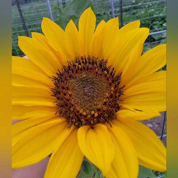 sunshinetornado
